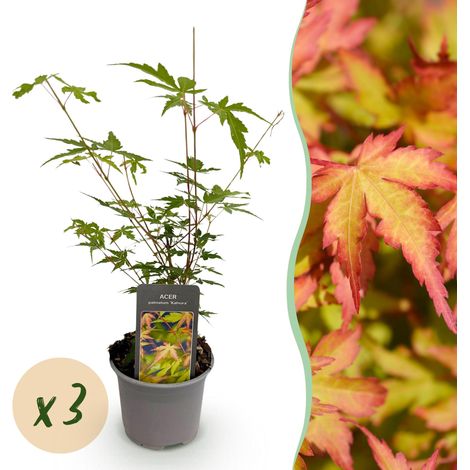 Lot de 3 Érables du Japon Acer palmatum Sangokaku Arbuste Décoratif Vert et Orange Pot 12cm 35cm - PANGIVO (1/5)
