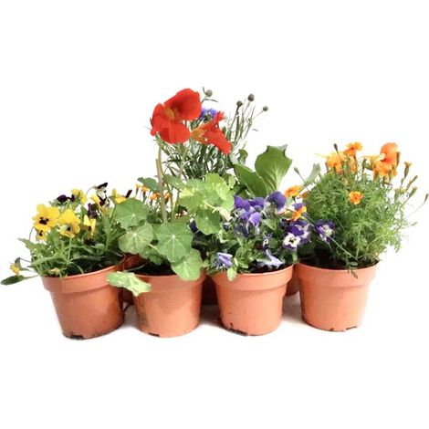 Mélange de fleurs comestibles - 6 pièces - idée cadeau (1/5)