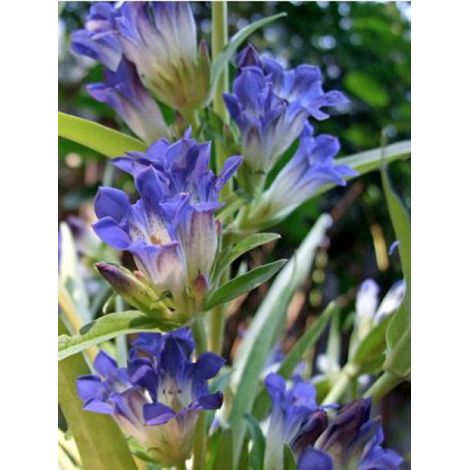 Gentiane de Sibérie Godet de 8/9 cm