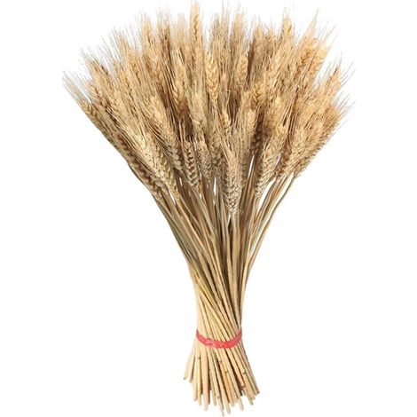 Lot de 100 tiges d'orge et blé séchées 45 cm, fleurs naturelles pour bouquets et accessoires déco