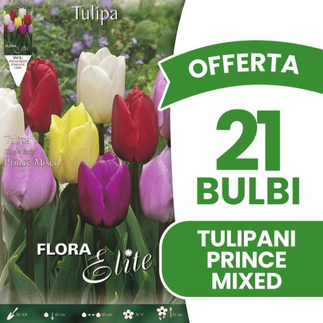 OFFERTA 21 BULBI TULIPANO PRINCE MIX DI COLORI BULBS BULBES