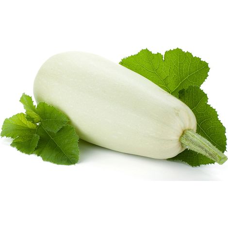 Semi di zucchino "Bianco di Trieste" piante per orto e giardino coltivazione domestica e professionale