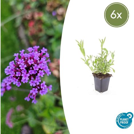 Lot de 6 Verveine de Buenos Aires (Verbena bonariensis) Vivace Fleurs Violettes 10-25cm Ø9cm - PANGIVO (1/5)