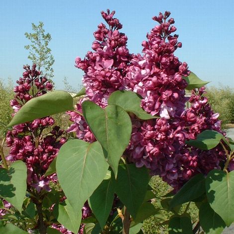 Lilas commun 'Mrs Edward Harding' - 40-60 cm pot
