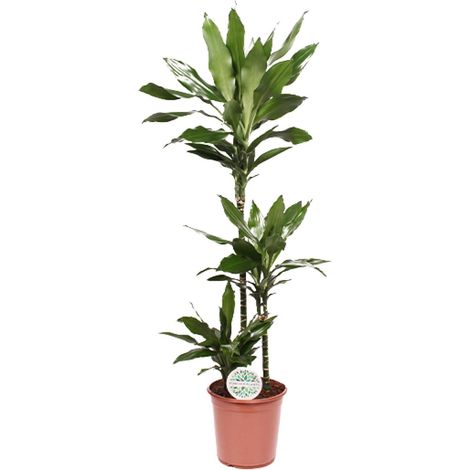 Dracaena Janet Lind - Dragonnier Plante d'Intérieur Verte - Ø24 cm - Hauteur 130 cm - PANGIVO (1/4)