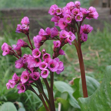 4 x Plante des savetiers - Bergenia cordifolia  - godet 9x9 cm (1/4)