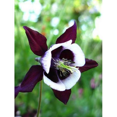 Ancolie des jardins 'William Guiness' Godet de 8/9 cm (1/3)