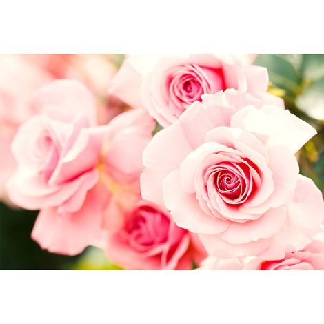 Papier peint panoramique floral blanc & rose pour salon | Tapisserie panoramique fleurie 3D cuisine | Papier peint panoramique romantique avec rose - 267 x 400 cm (4 pièces) (1/3)