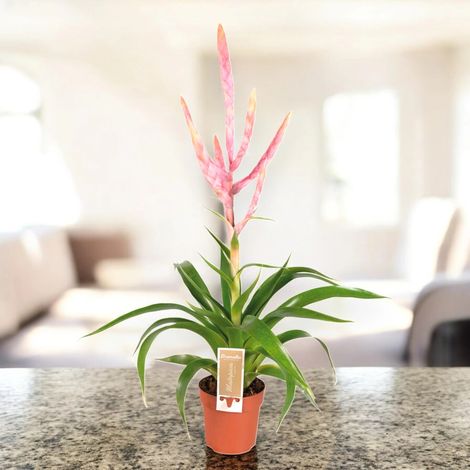 Gardenaria Tillandsia 'Dolce' - Pianta da interno ornamentale - Altezza: 60 cm (vaso 12) (1/5)
