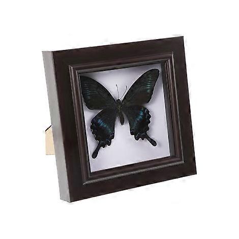 Spécimen de papillon simulé, spécimen fait main, décoration murale (1/2)