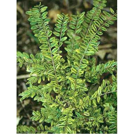 Chèvrefeuille à feuilles de buis 'Lemon Beauty' Pot de 2L/3L (1/3)