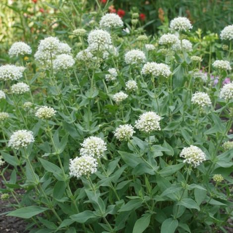 Valériane des jardins blanche/Godet - 5/20 cm