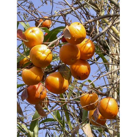 Plaquemier d'Europe, Faux lotier 'Nikita's Gift' Pot de 4L/5L, Demi-tige (1/2)