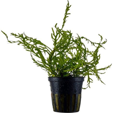 Aquarium Pflanze Hygrophila Odora 'Difformis' Wasserpflanzen Nr.051D
