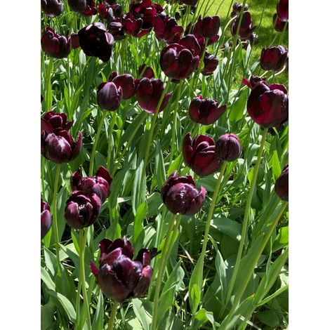 Bulbi di TULIPANI QUEEN OF NIGHT 12+