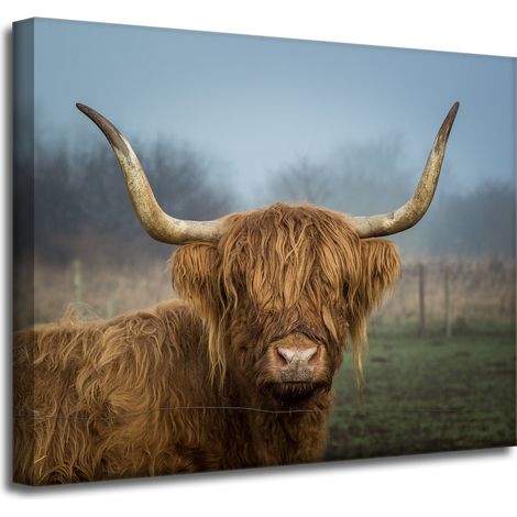 Leinwanddruck Tiere Schottische Kuh 50x40 cm