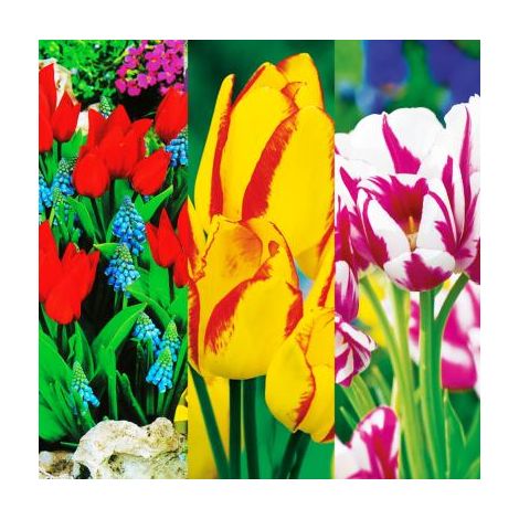 COLLECTION FABRE - 40 TULIPES