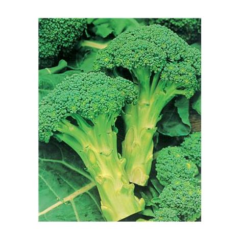CHOU BROCOLI EMPEROR HF1 - 1 G