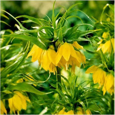 Fritillaire impériale Lutea Sgaravatti 1 bulbe jaune, grande floraison de 100 à 120 cm pour massifs structurés - 617410 (1/3)