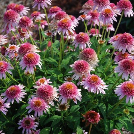Échinacée Butterfly Kisses®/Lot de 5 godets