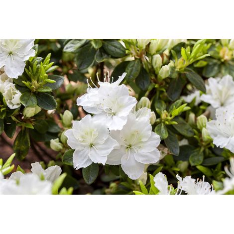 Japanische Azalee 'Maischnee'® Rhododendron obt.'Maischnee' -R- C 2 15- 20 (1/5)