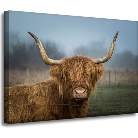 Lienzo impreso con la imagen de una vaca escocesa (70x50 cm).