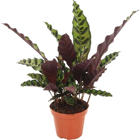 Calathea Insignis - Plante d'Intérieur Ombrage et Purificatrice - Ø 12 cm - Hauteur 30 cm - PANGIVO (1/4)