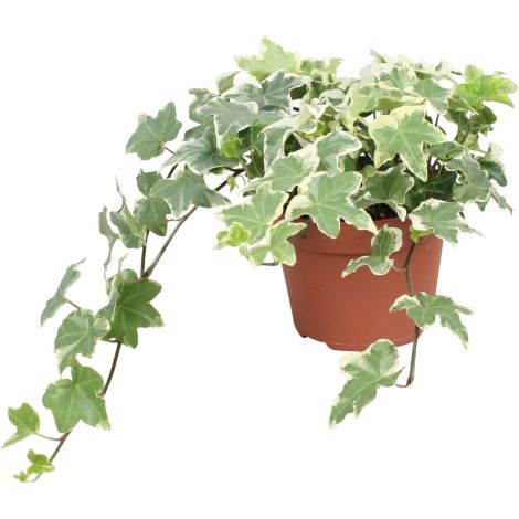 Edera variegata "Hedera helix White Wonder" 3 piante in vaso ø8 cm