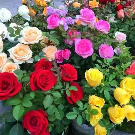 200 semillas de rosal trepador, semillas de flores, semillas de rosa, florecen todo el año, para decorar balcones y jardines