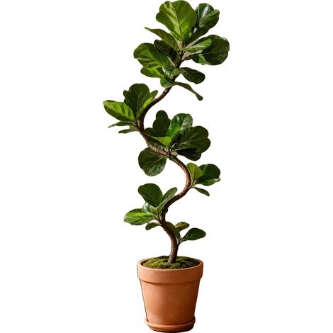 Ficus Lyrata artificiale, alta 1,5 m, in materiale PE, per interni, con vaso robusto e aspetto naturale. (1/5)