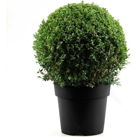 Bosso comune "Buxus sempervirens" pianta a palla, sfera ø35 in vaso ø28 cm