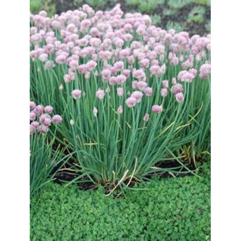 Ciboulette 'Rising Star' Godet de 8/9 cm (1/2)