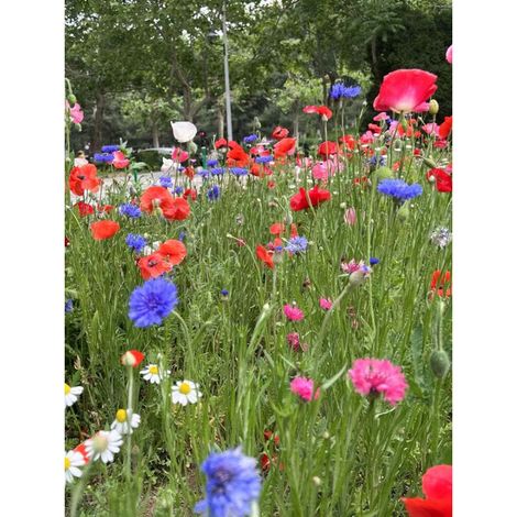 Graines Fleurs Sauvages Mélange 20000 – Semences Extérieur, Floraison Longue et Facile à Cultiver