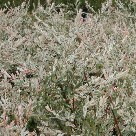 Saule crevette Hakuro Nishiki, Salix/Pot de 7,5L - 60/80 cm (1/5)