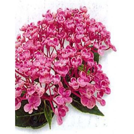 Hydrangea macrophylla 'Ayesha' Pot de 2L/3L, 5/6 branches (1/2)