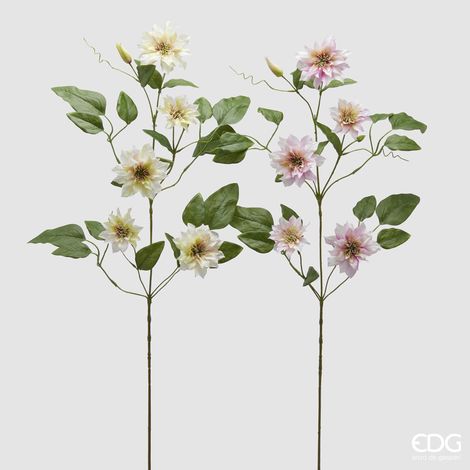 EDG Clematis Ramo X5   H.105 C3