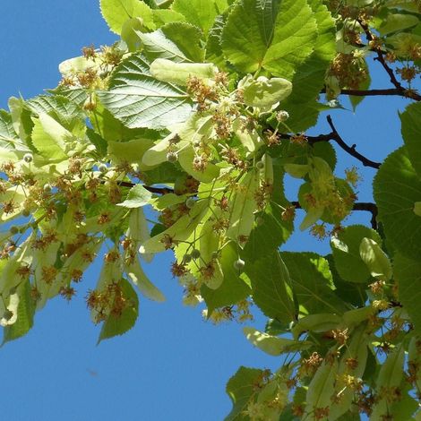 Tilleul à grandes feuilles, Tilia/Pot de 15L - Tige 10/12 - Haut. 150/175 cm