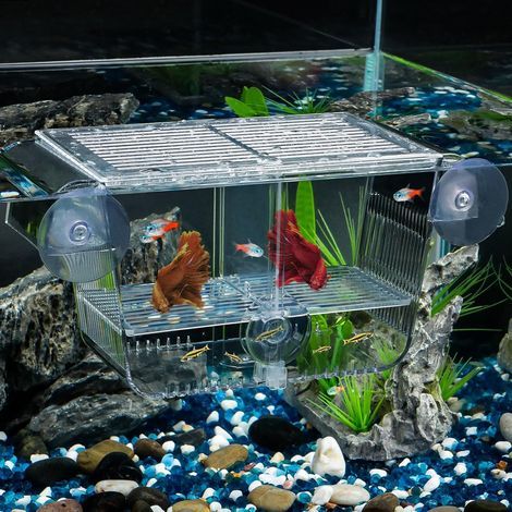Breeding Box, Acrylic, 3 Compartments, 6 Suction Cups, For Fry and Shrimp, Aquarium (1/5)