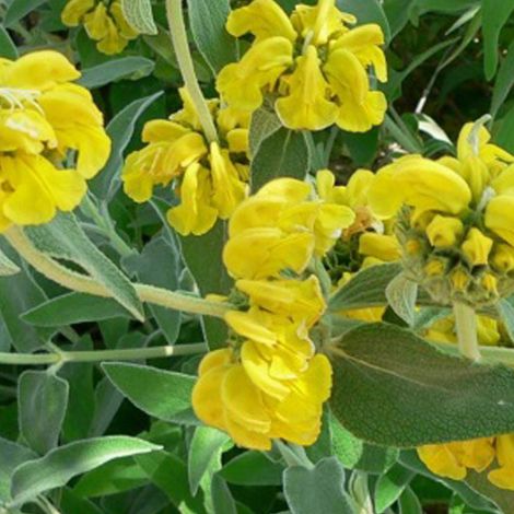 4 x Sauge de Jérusalem - Phlomis fruticosa  - godet 9x9 cm (1/5)