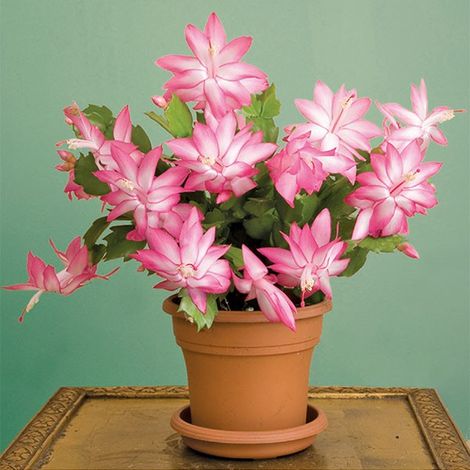 SCHLUMBERGERA CACTUS DI NATALE IN VASO 9CM COLORE A SCELTA (1/4)