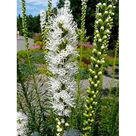 Liatride, Plume du Kansas 'Floristan White' Godet de 8/9 cm