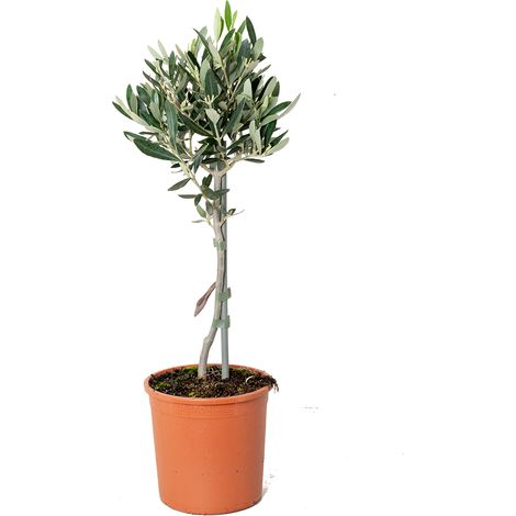 Bloomique - Olea Europaea - Olivier sur tige - Plantes de jardin - Rustique - Hauteur 30-40 cm - Pot 14 cm