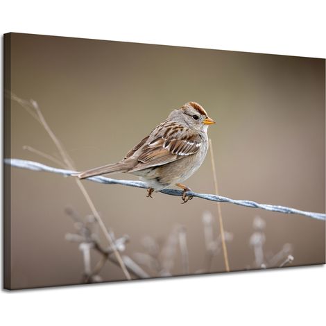 Leinwanddruck Tiere Spatz 120x80 cm