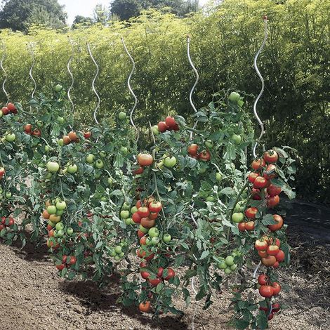 Tutor tomate spiral 1.80 m nortene