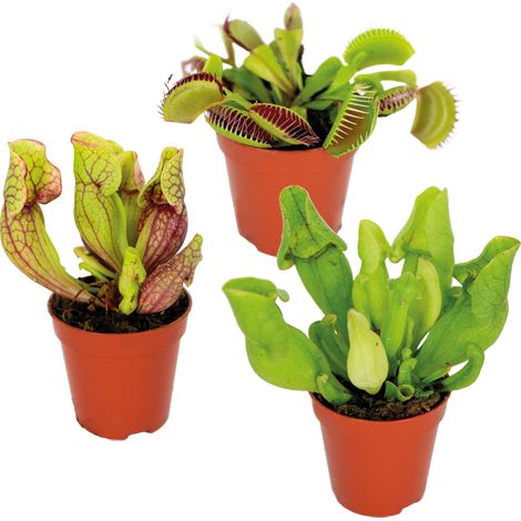 Lot de 3 - Plantes carnivores - Mélange - Plantes d’intérieur - Faciles d’entretien - ⌀6 cm - 5-10 cm