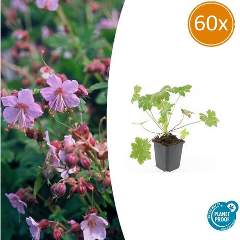 Lot de 60 Géraniums Vivaces Ingwersen's Variety Couvre-sol Rose Pâle Pot Ø9cm 10-25cm - PANGIVO (1/5)
