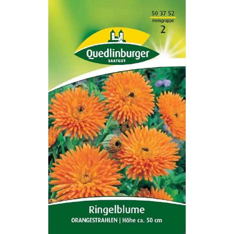 Ringelblume säen, Orangestrahlen, Sommerblume orange (1/2)