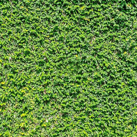 100 graines de lierre, Plante grimpante pour mur et clôture – Facile à cultiver – Idéal pour jardin et extérieur (1/4)