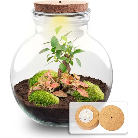 Terrarium de Plantes DIY Teddy Bonsai Écosystème Fermé avec Bouchon LED Ø 25 cm - PANGIVO (1/3)