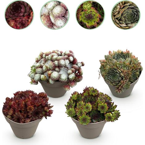 Lot de 4 Plantes Sempervivum Big Sam Couvre-sol Rustique Varié - Pot 14 cm - Hauteur 17 cm - PANGIVO (1/4)